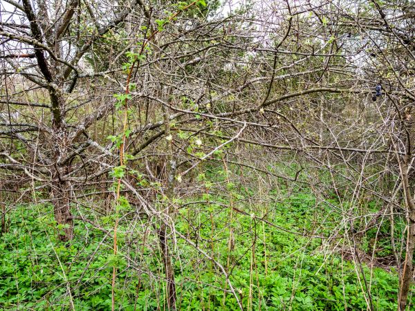 Underbrush Clearing in Pleasanton