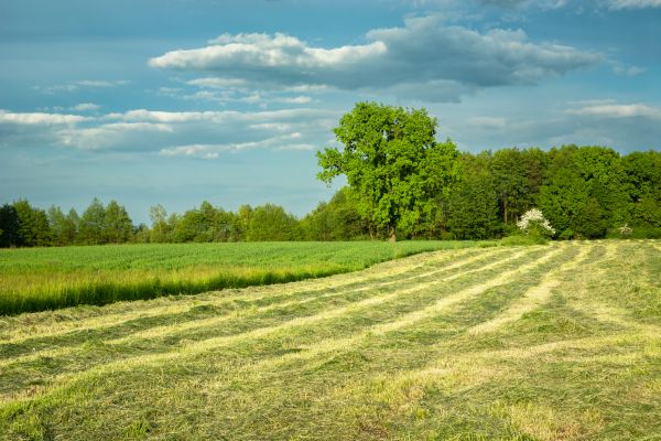 Vegetation Removal in Pleasanton