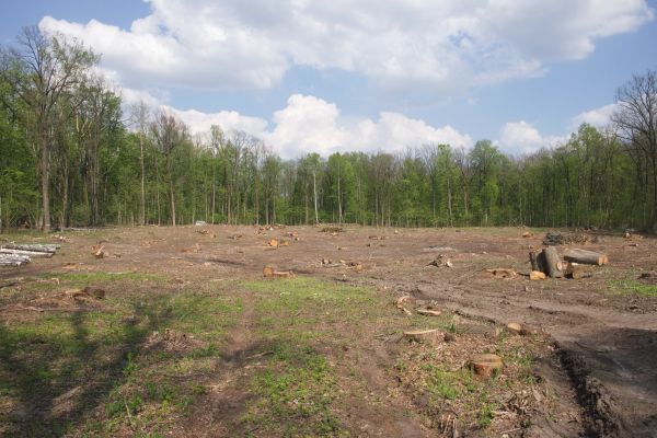 Cost of Pasture Clearing in Pleasanton
