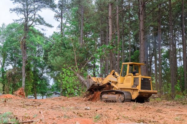 Forest Thinning in Pleasanton