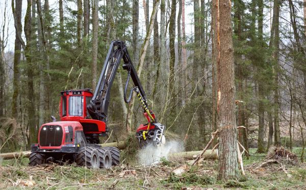Cost of Forest Clearance Service in Pleasanton