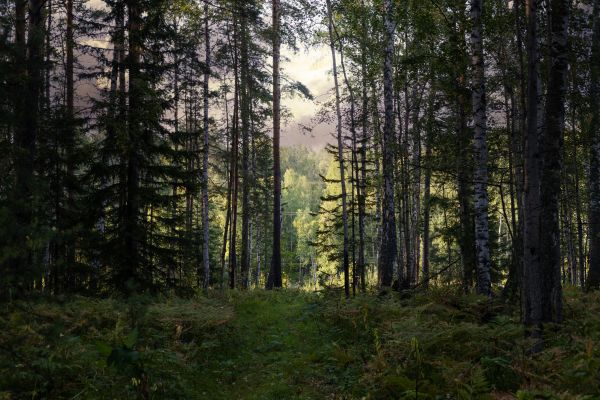 Cost of Pine Tree Clearing in Pleasanton