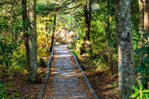 Trail Clearing in Pleasanton